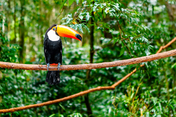 Mining Power Cables Suitable For The Humid And Rainy Climate Of The Amazon Rainforest In CarajáS (Pará), Brazil 0